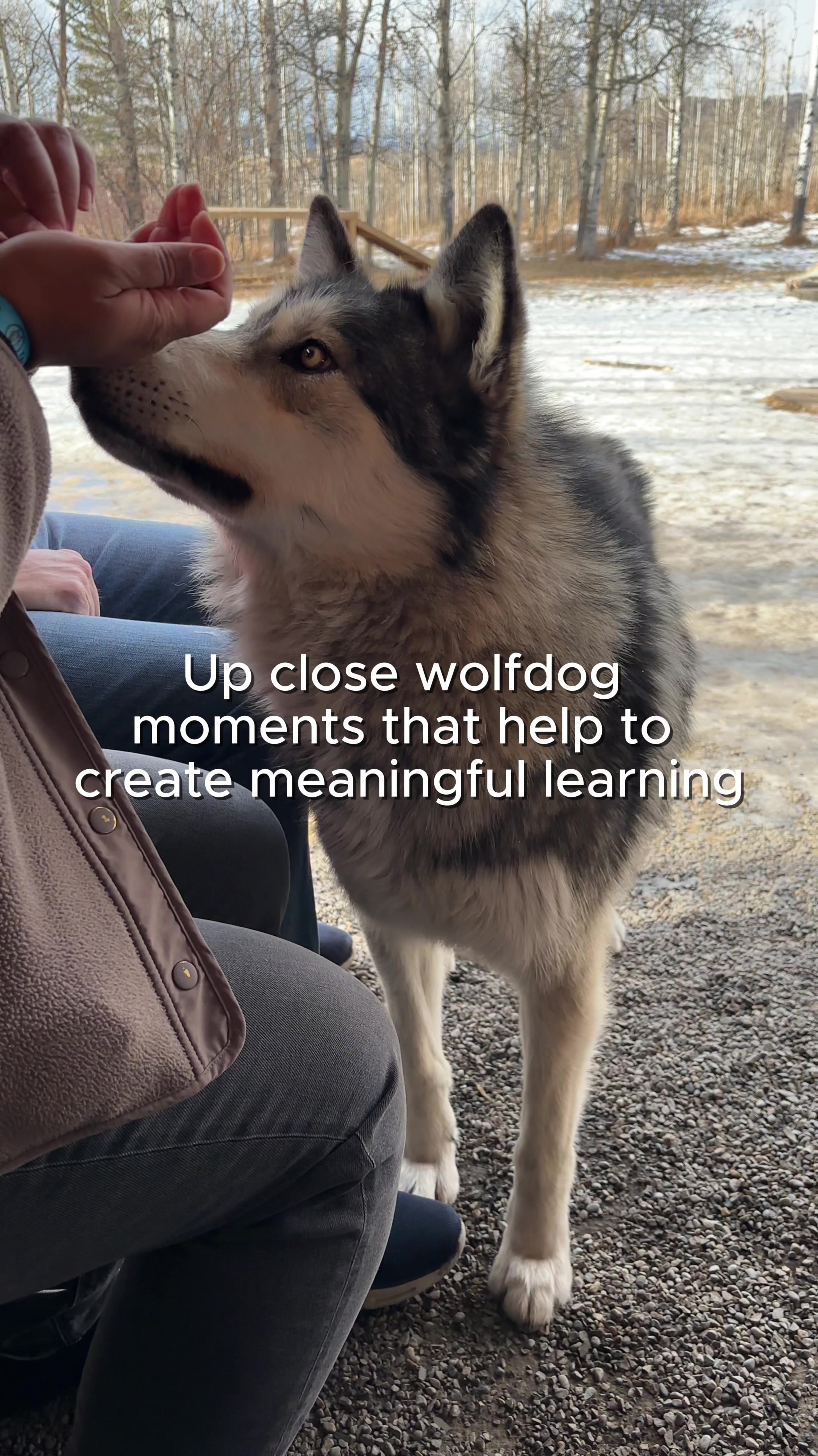 @Yamnuska Wolfdog Sanctuary