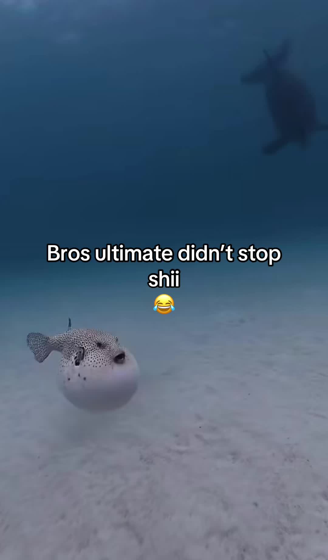 @Hxbitz