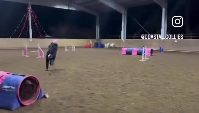 @Coastal Collies