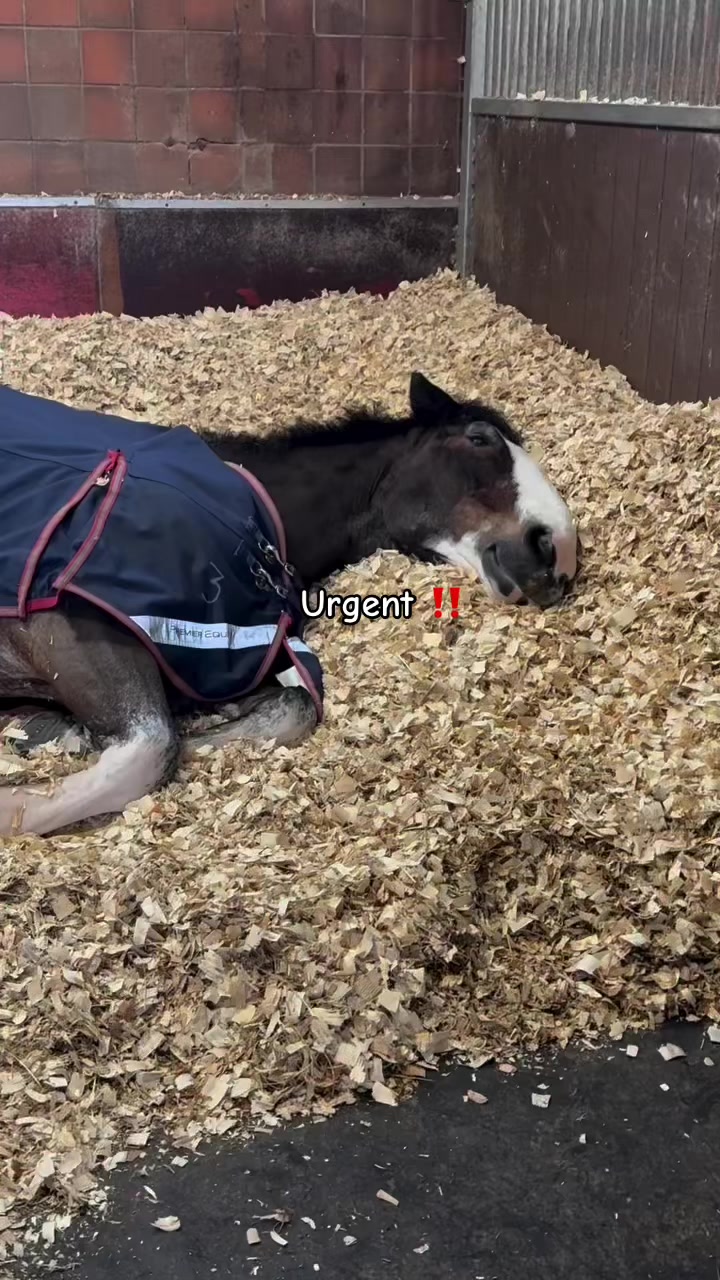 @maverickhorserescueorg