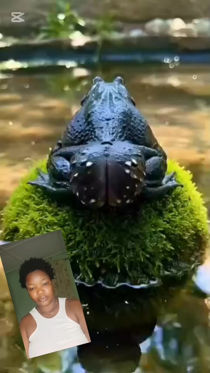 @Datgirl tv
