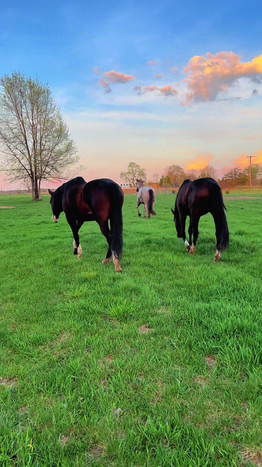 @eastwood_homestead