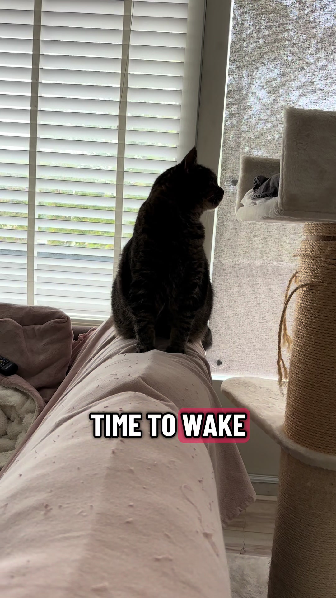 @Joep_the_ rescuecat