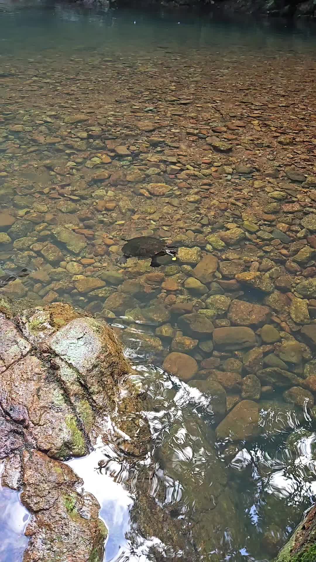 @creekcritter
