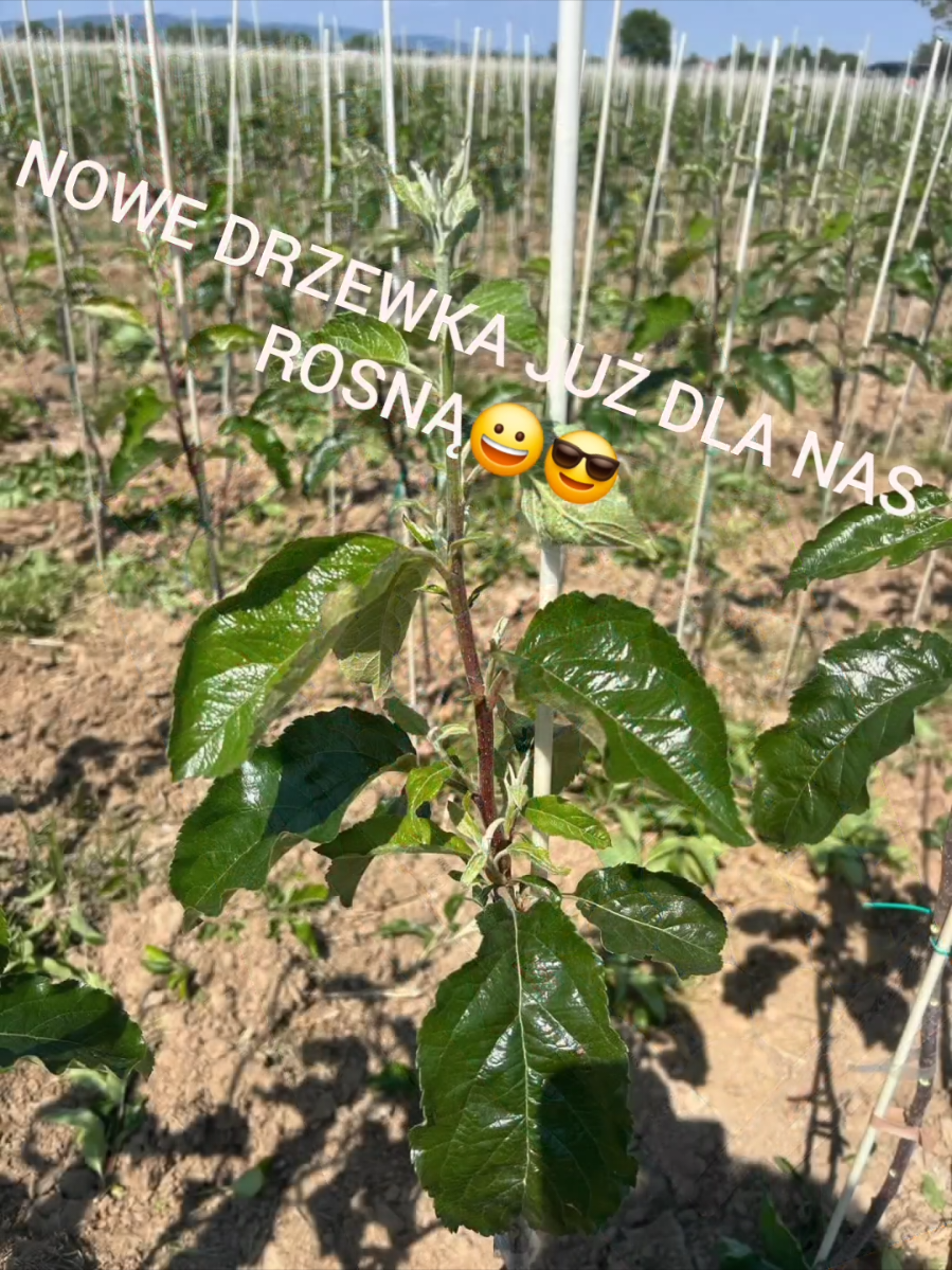 @LukasSadownik