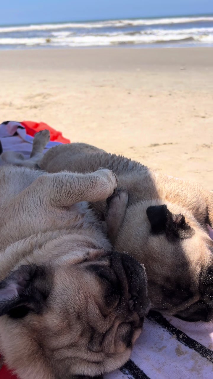 @pugSofyHarry