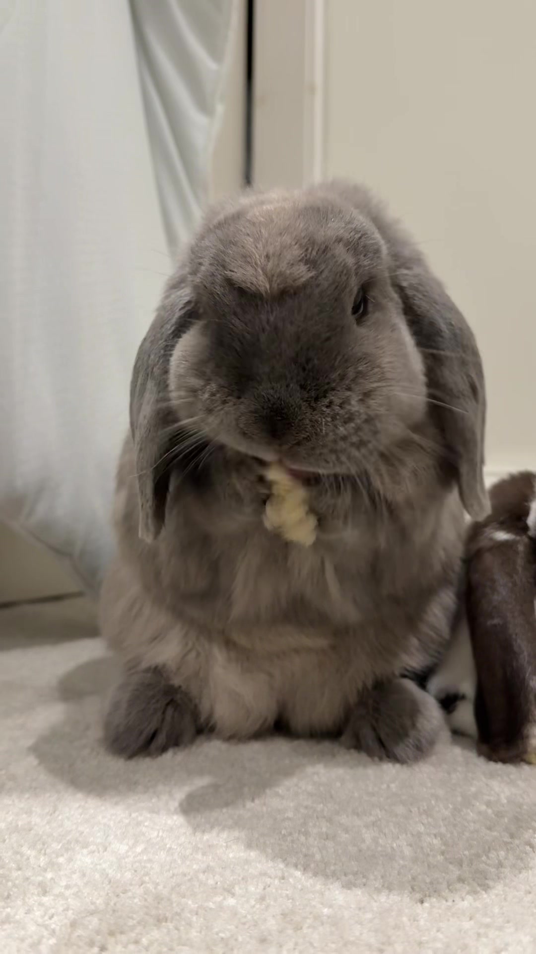 @Buzz the Bunny
