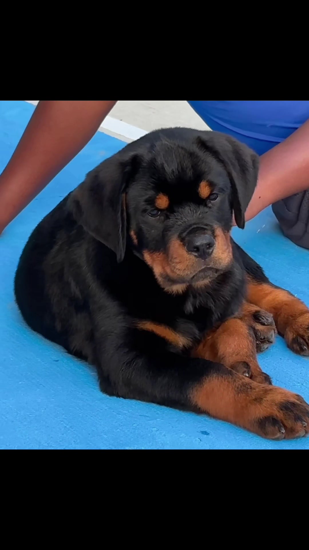 @King Vasko Rottweilers