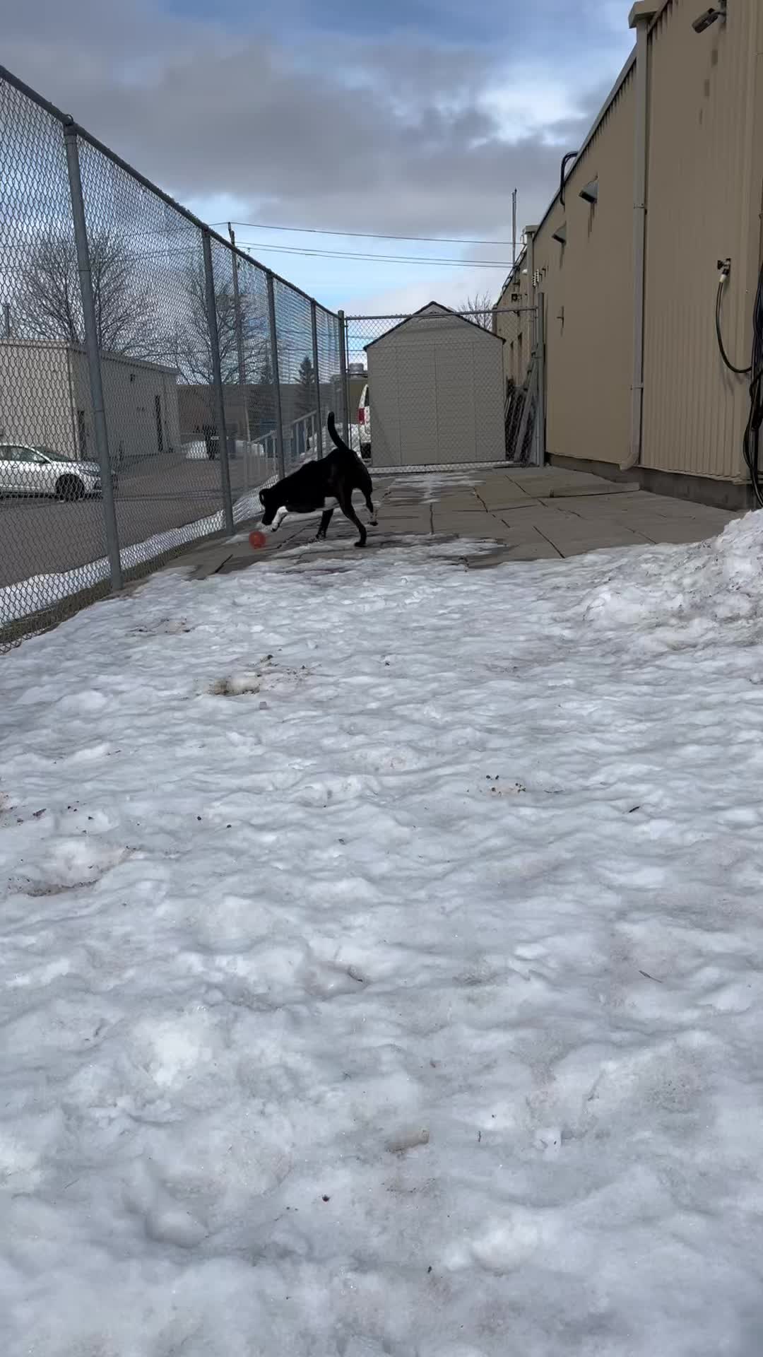 @CambridgeHumaneSocty
