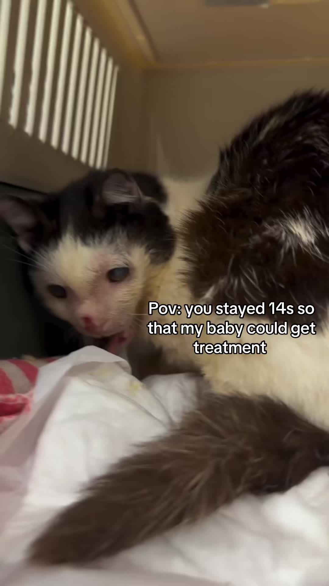 @wemakerescues