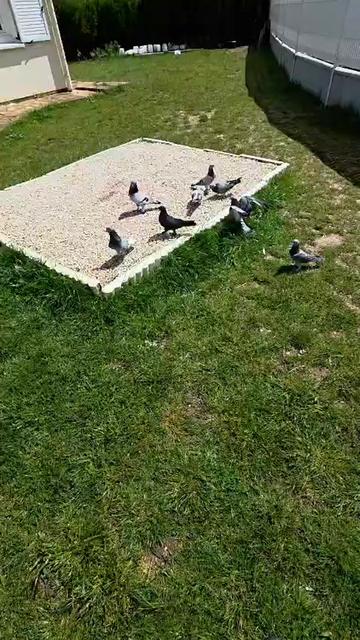 @Capan Oglu Yerk&ouml;y