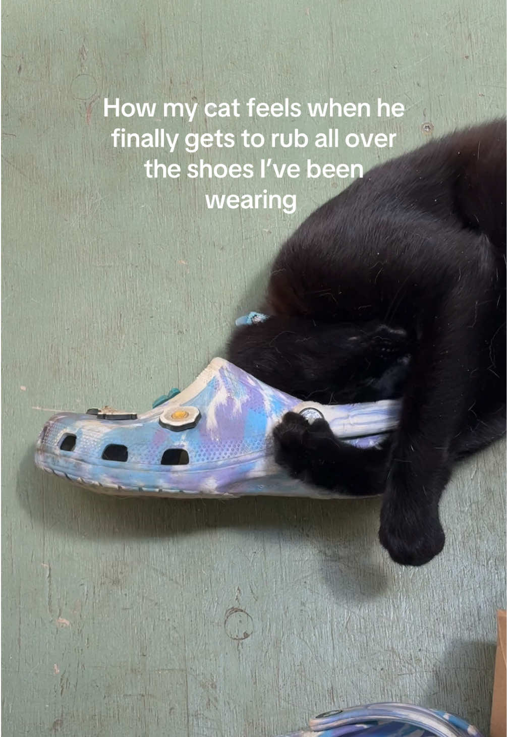 @Biggy smalls🐈⬛