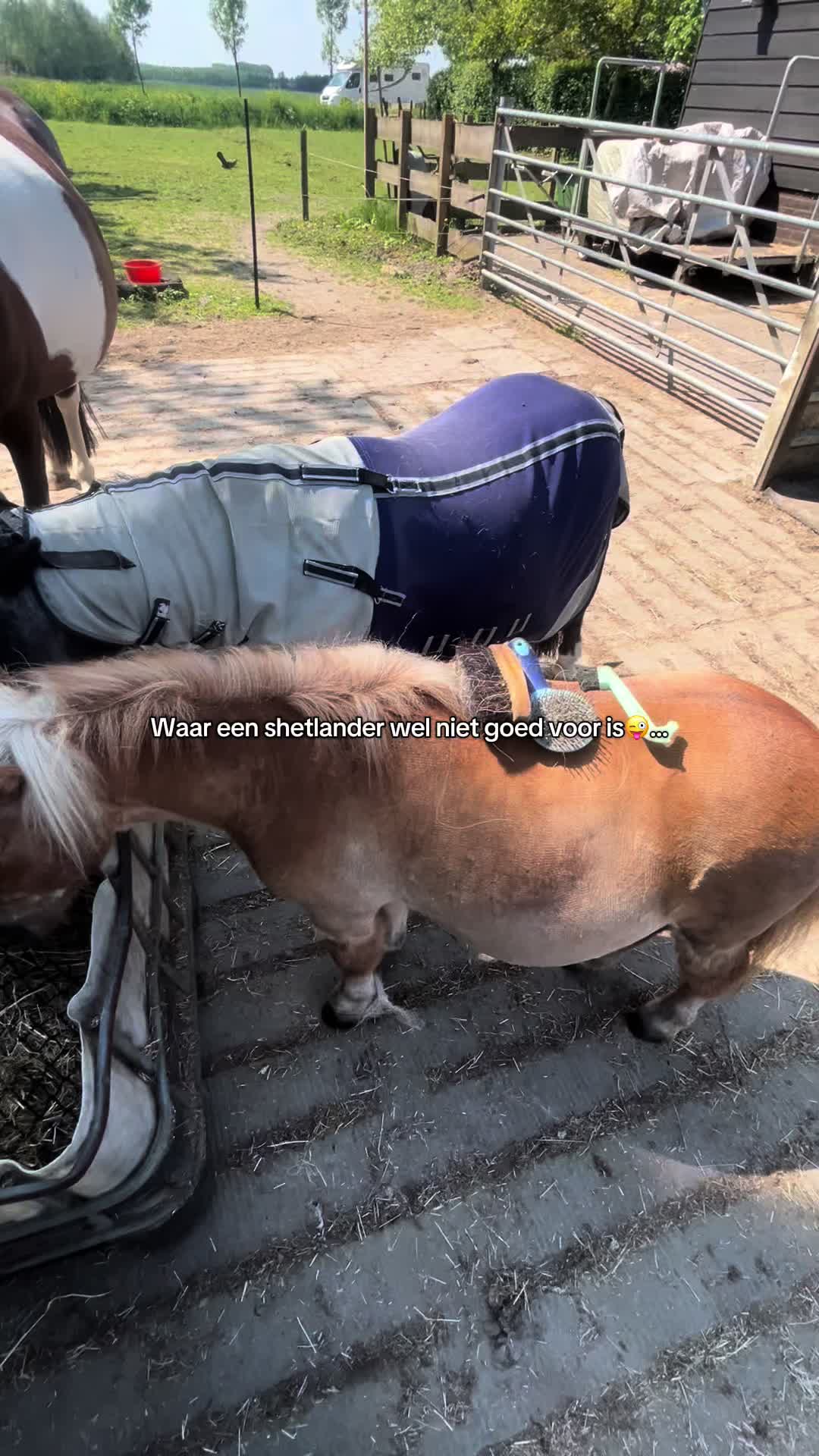 @idh_horses