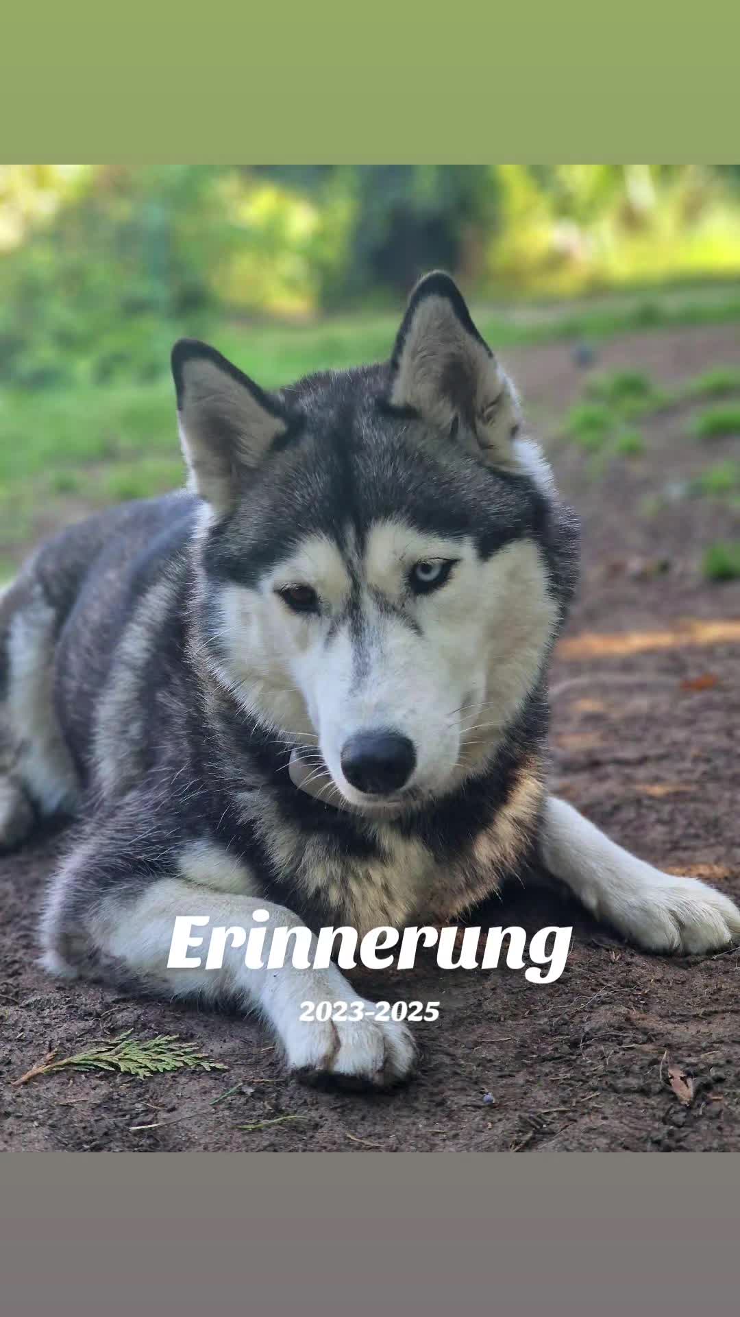 @Husky SkY&AmIgo