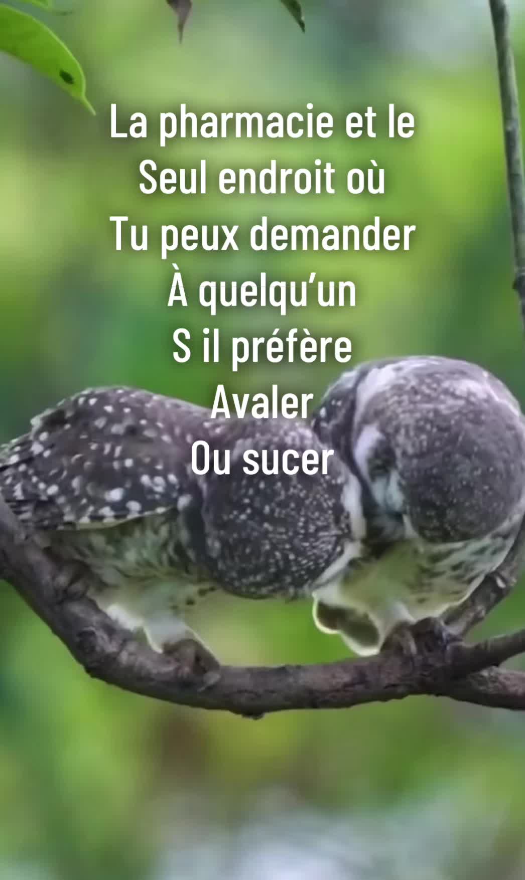 @hibou débrouillard