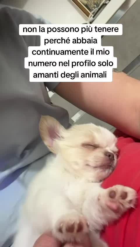 @⚠️ IL RE DEI BULLY ⚠️