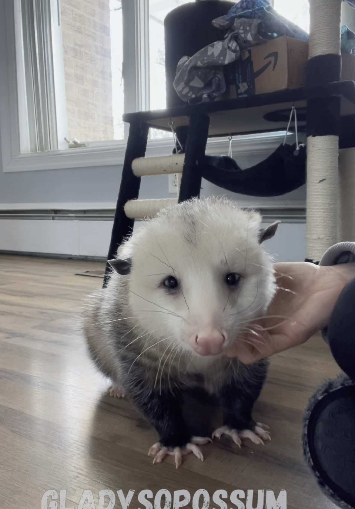 @GladysOpossum