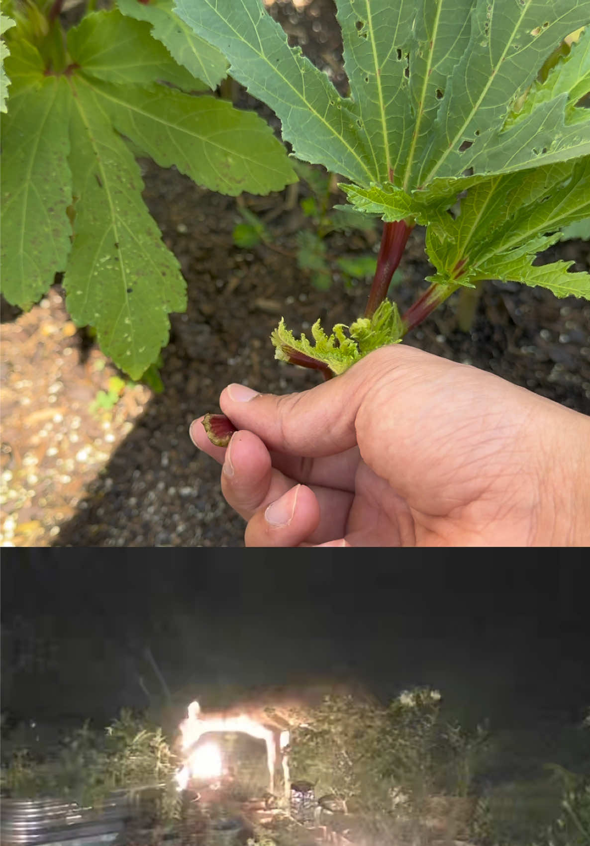 @Buff Gardener
