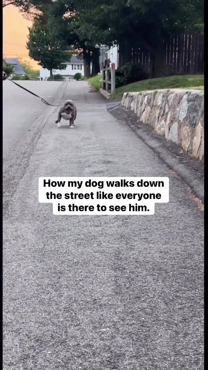 @Gunner | Pocket Bully