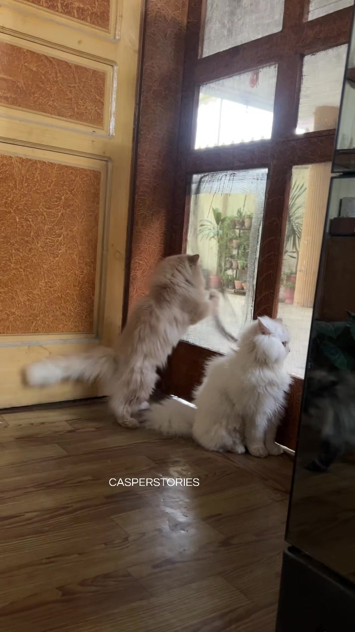 @𝑪𝒂𝒔𝒑𝒆𝒓 & 𝑴𝒊𝒏𝒏𝒊𝒆 🐾