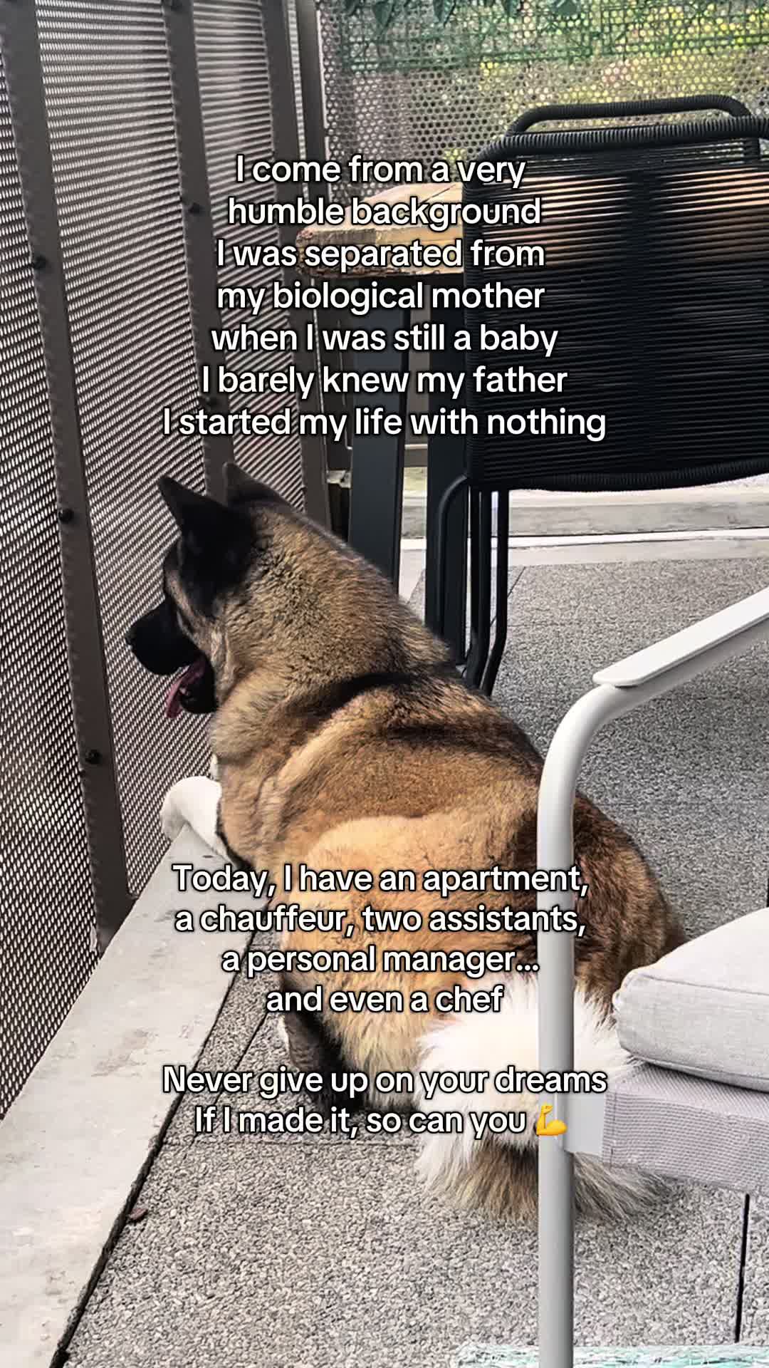 @Buffy_American_Akita
