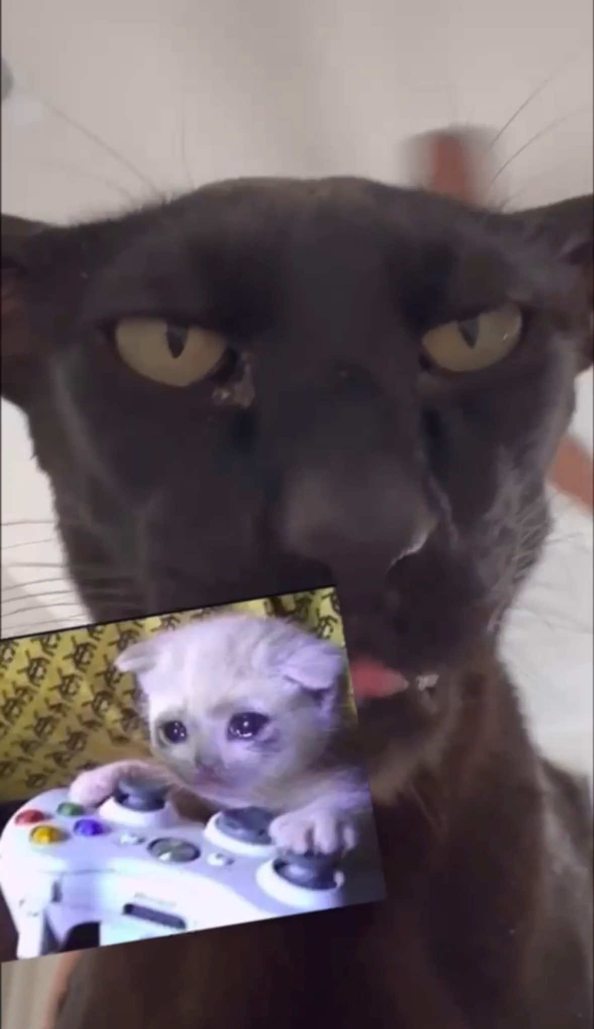 @hobbikats