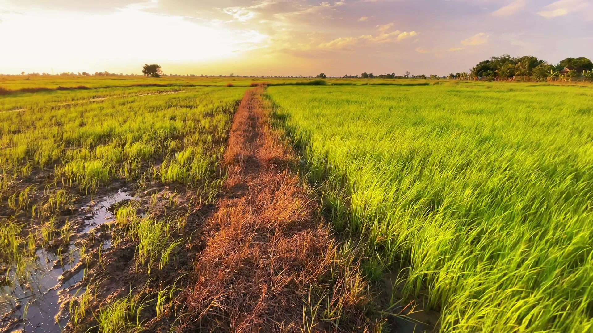 @HENG-ហេង៚ 🌾🌅💛