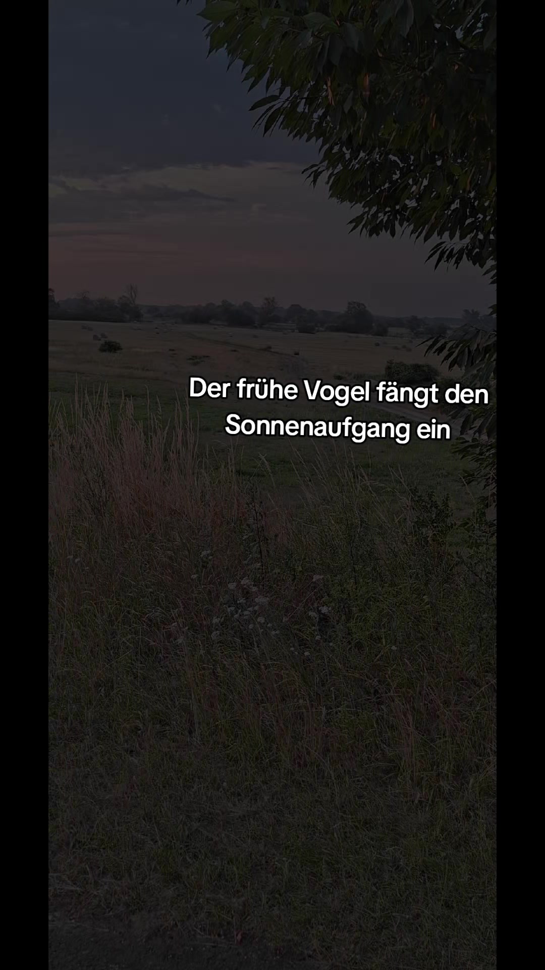 @V&ouml;gelchen🦅