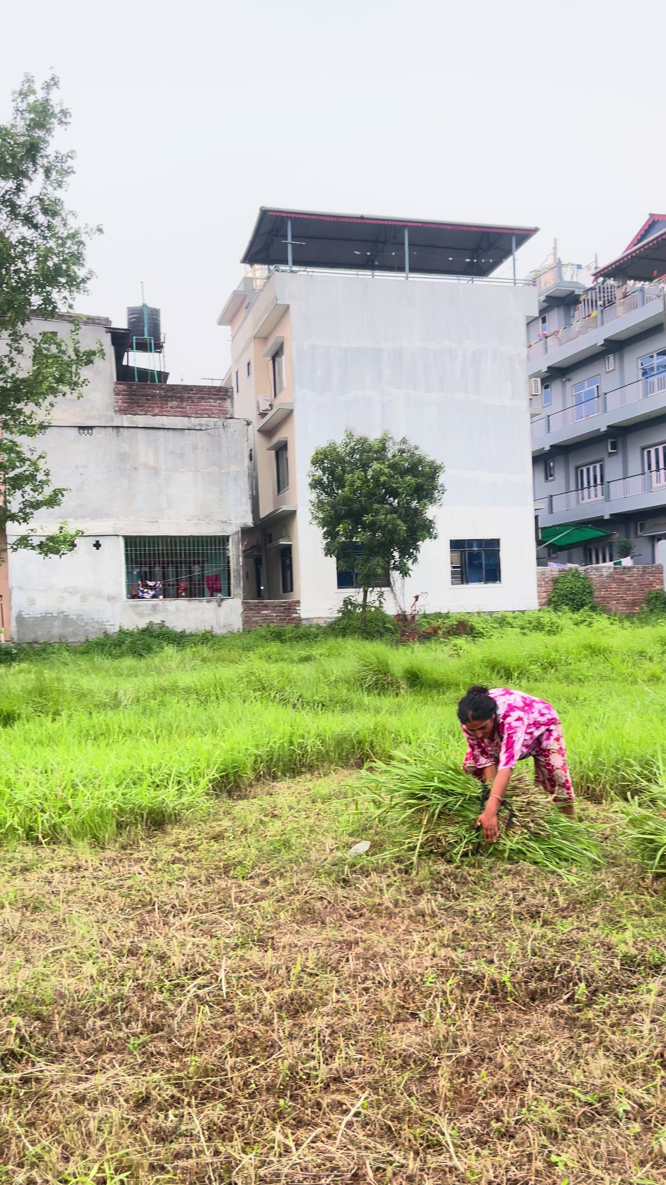 @बिमला नेपाल तिमल्सेना