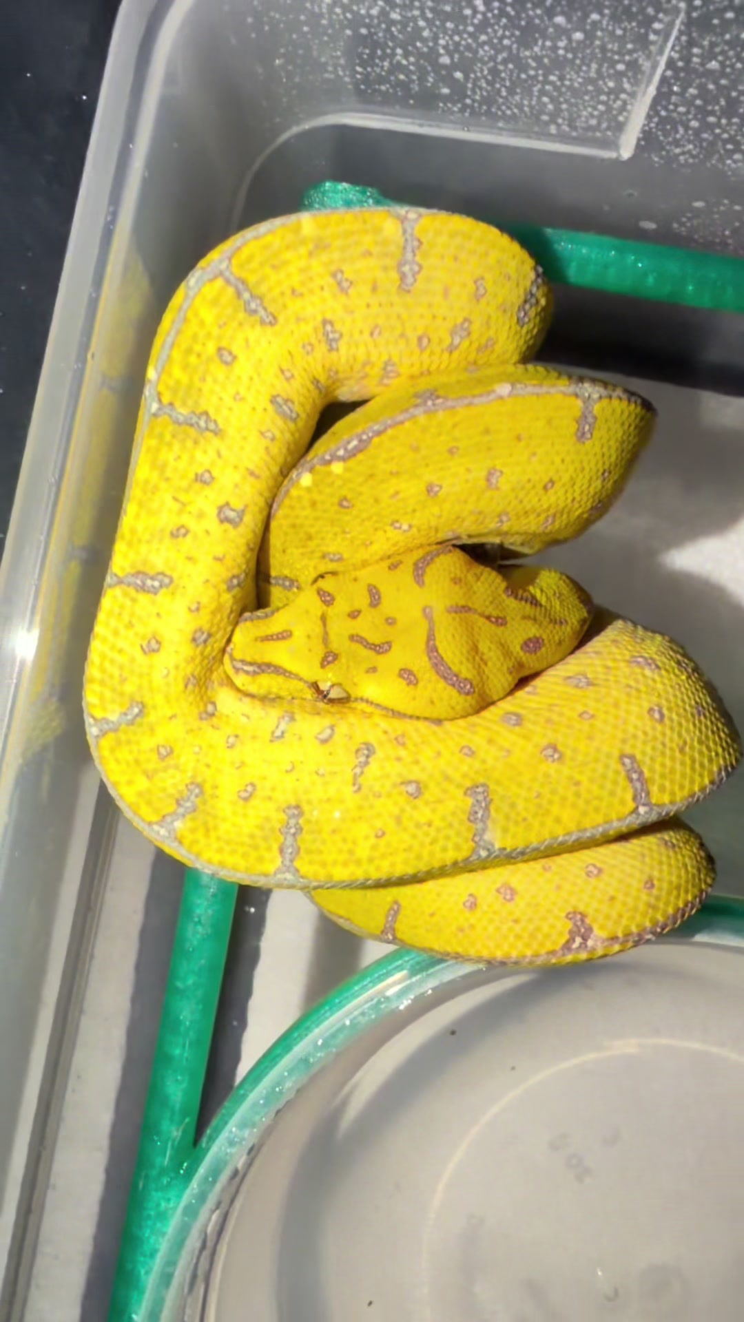 @A&L Reptiles
