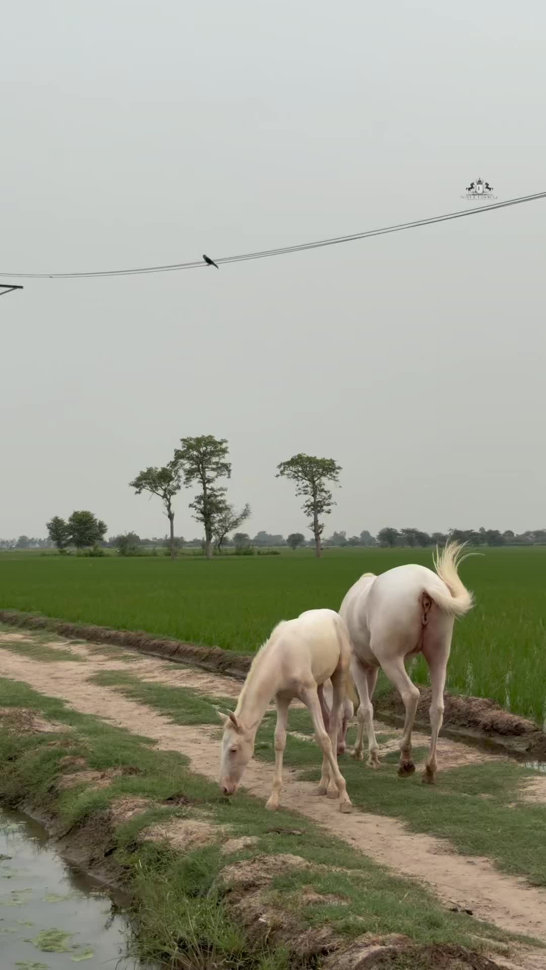 @Ishq_e_ghora 🐎
