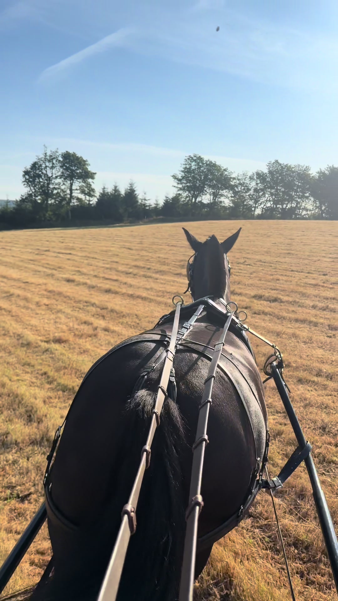 @Dartmoor Carriages