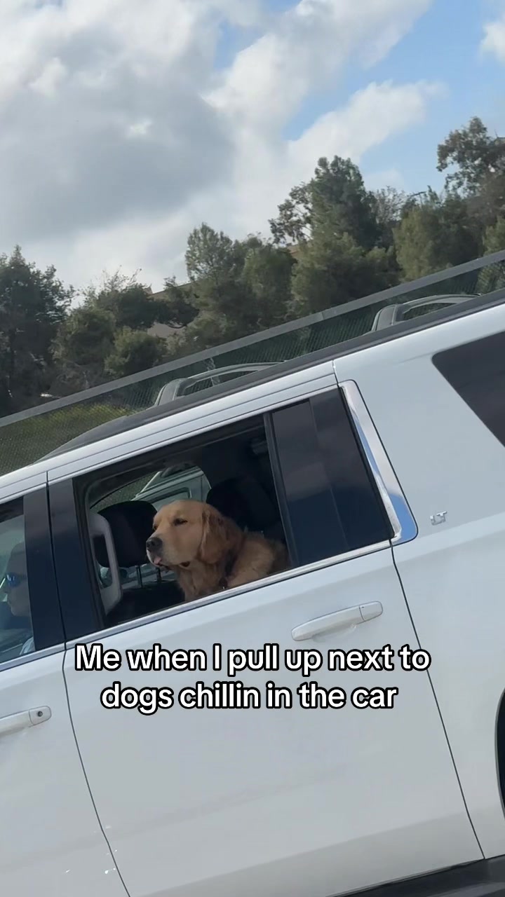 @FITPUP Mobile Dog Gym