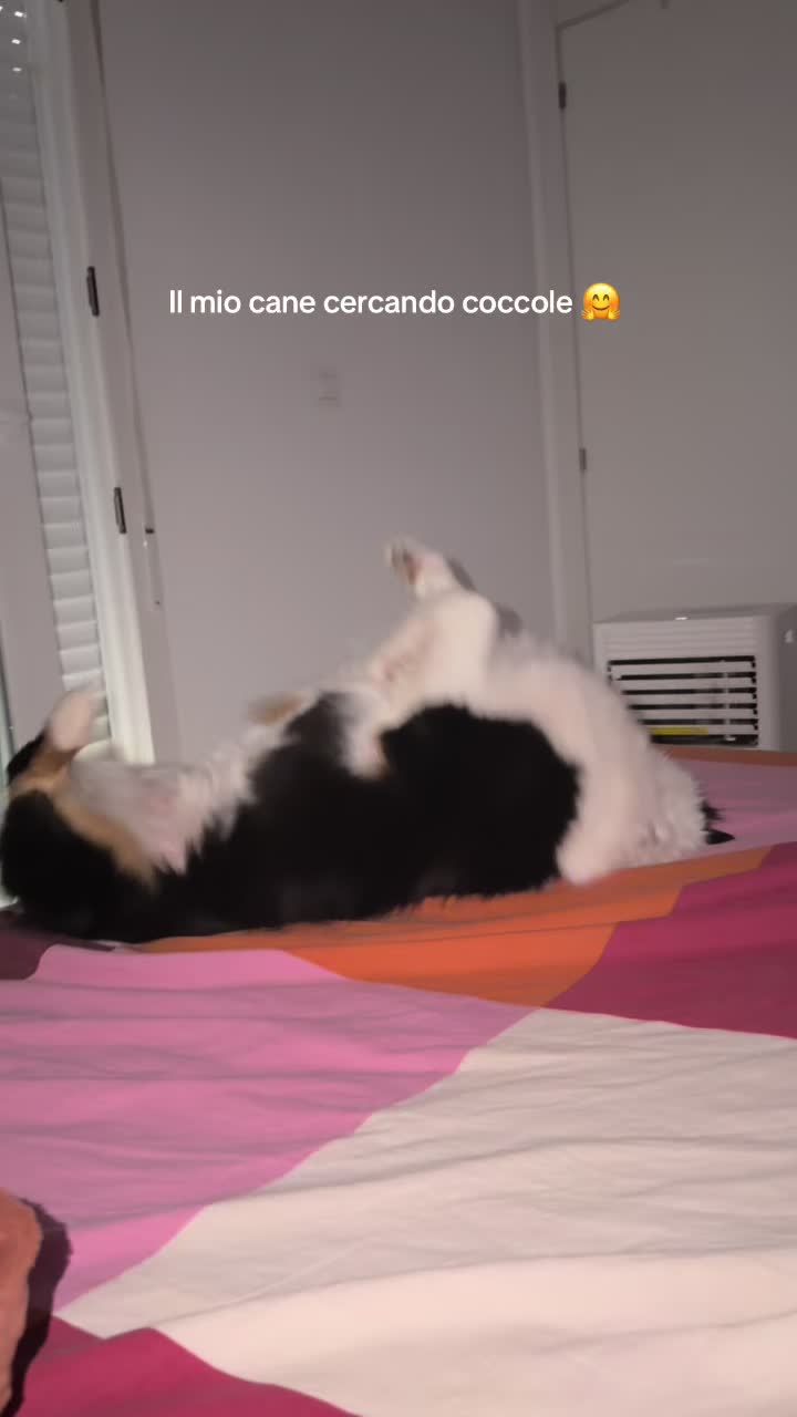 @Luna&Molly_mylife❤️