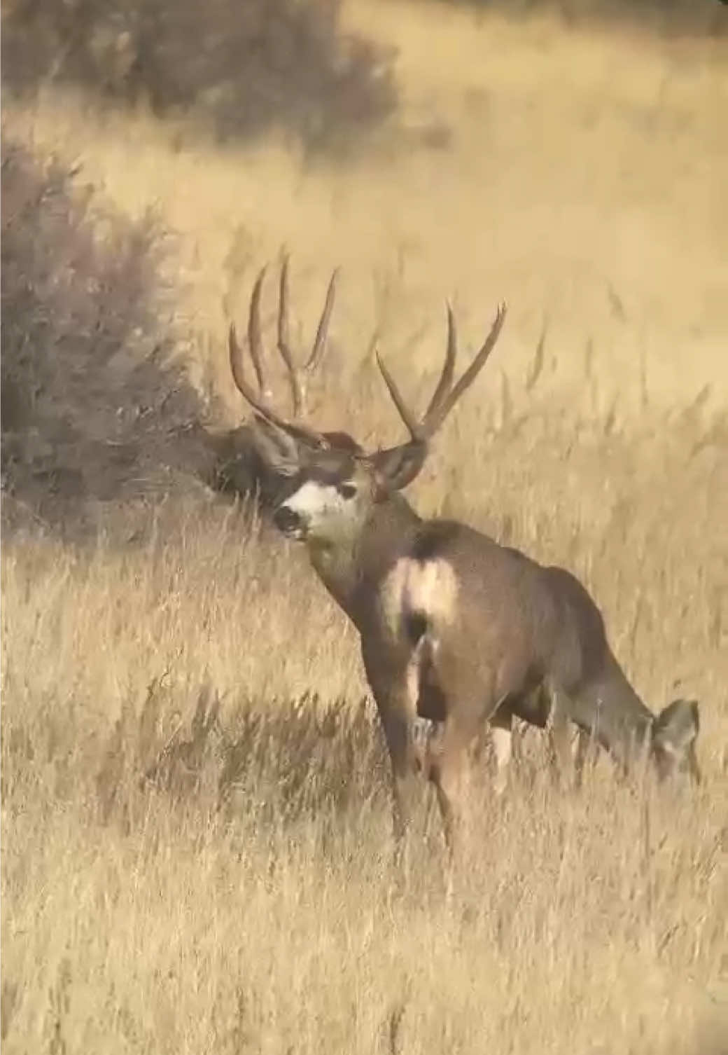 @Ridge Rock Hunt Company