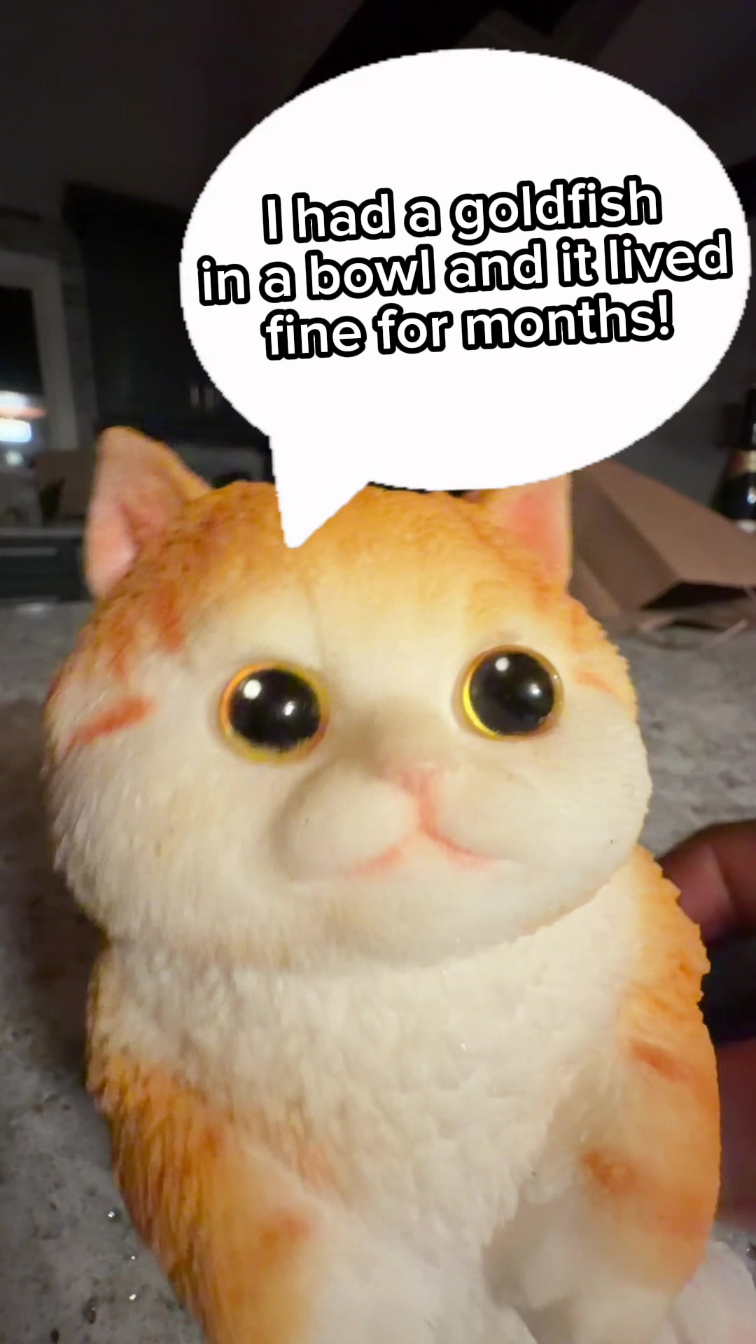 @The Goldfish Guy