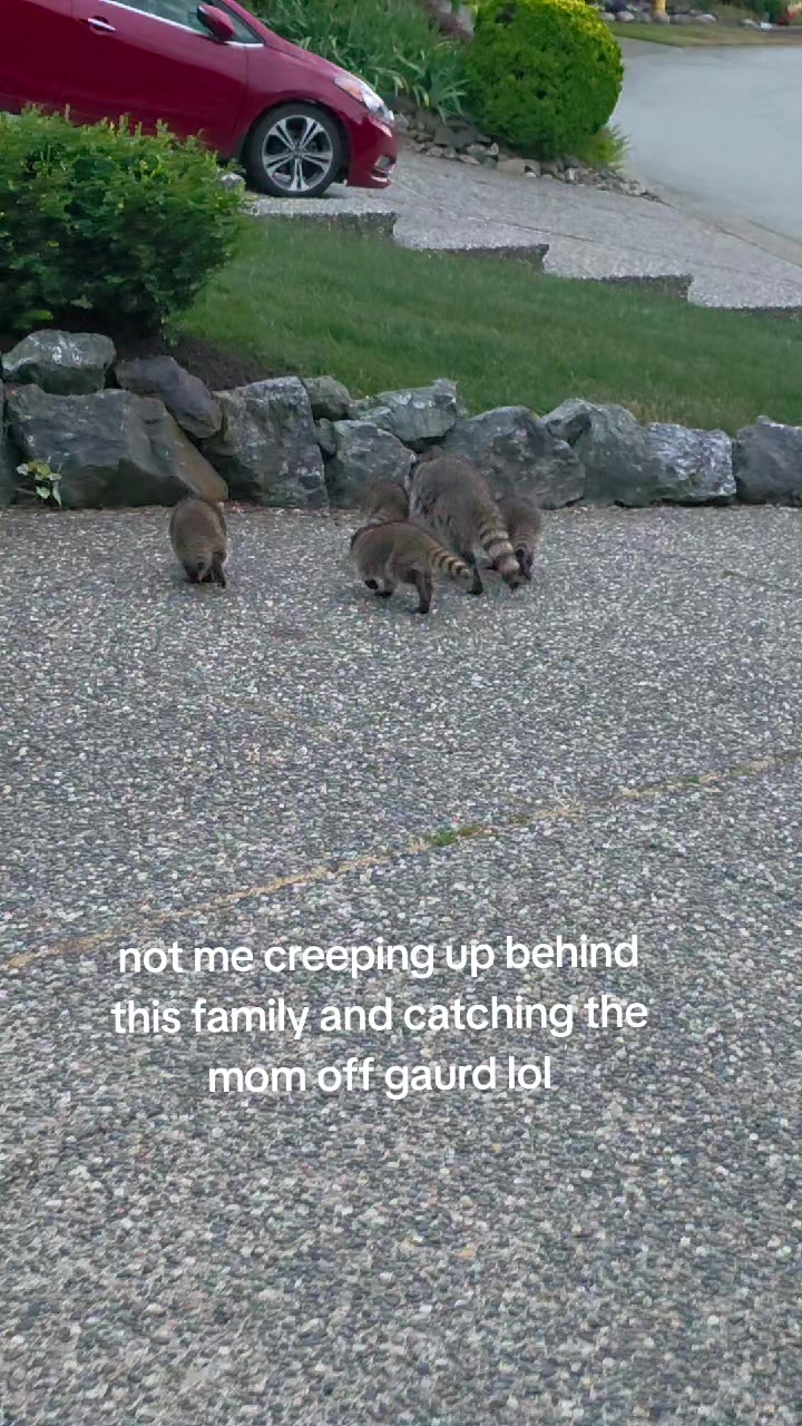 @Raccoon Drive Thru