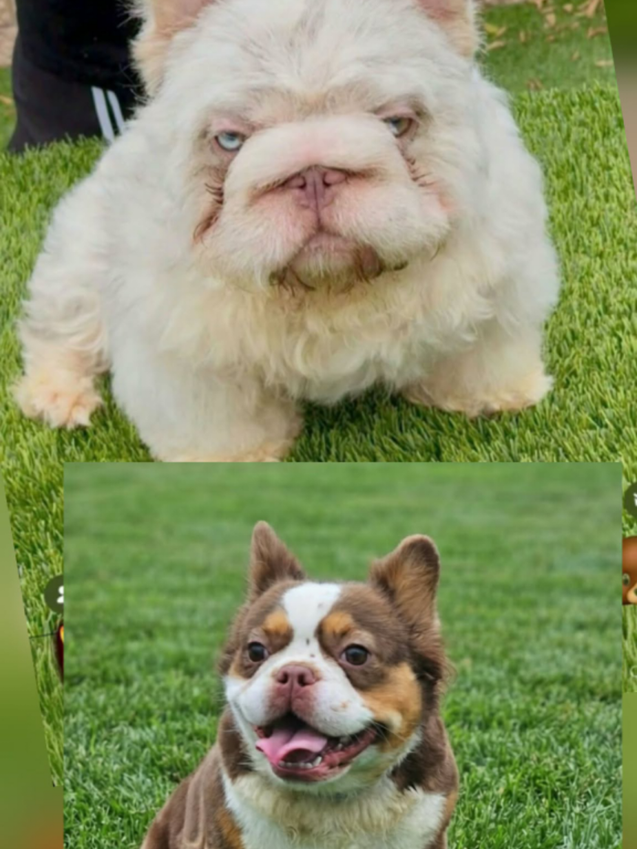 @Diamond State French Bulldogs