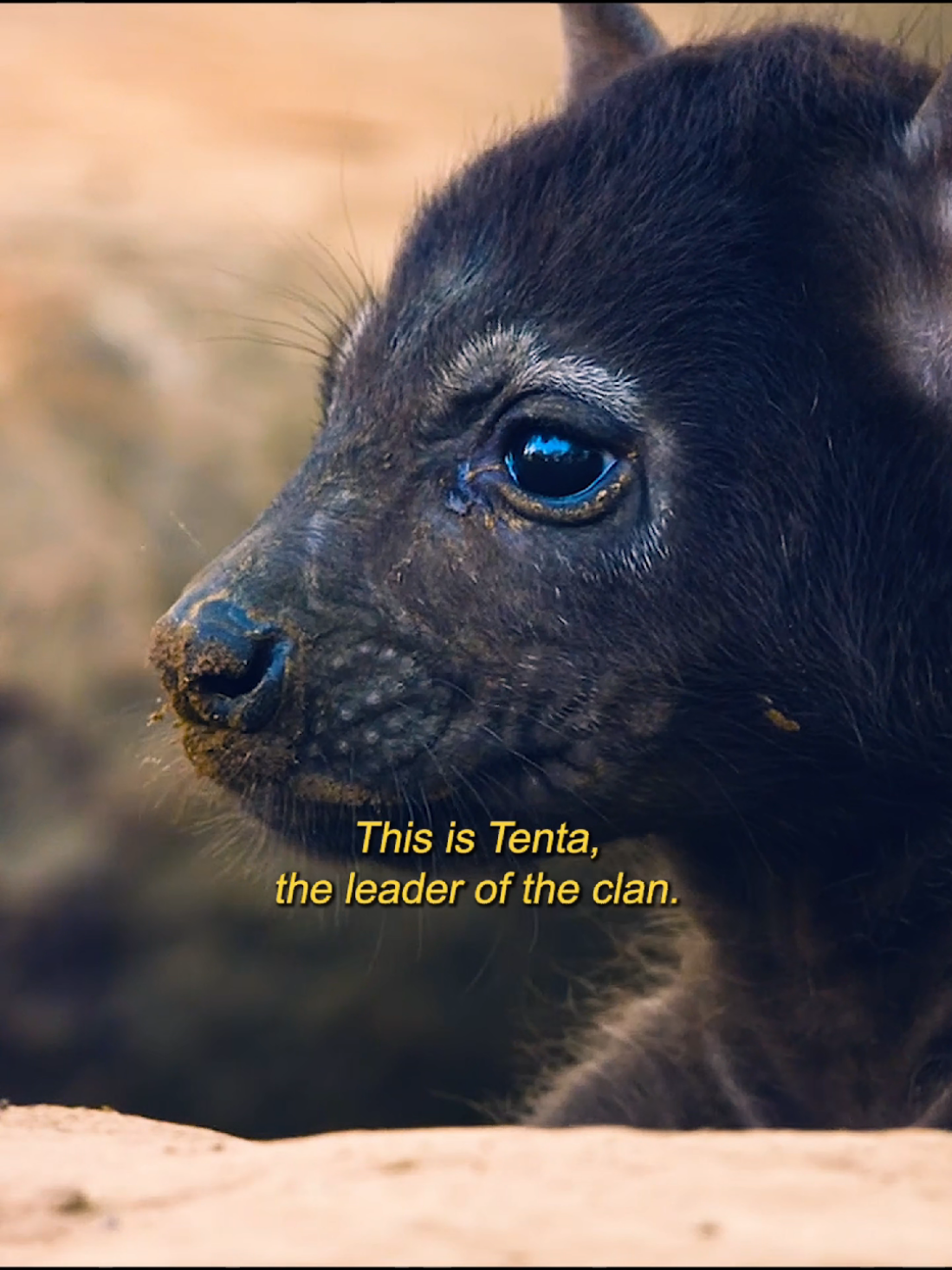 @Animallovers