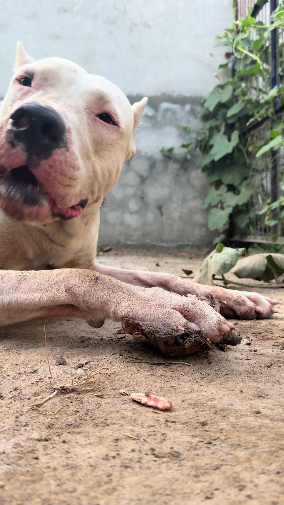 @LIGER the DOGO ARGENTINO