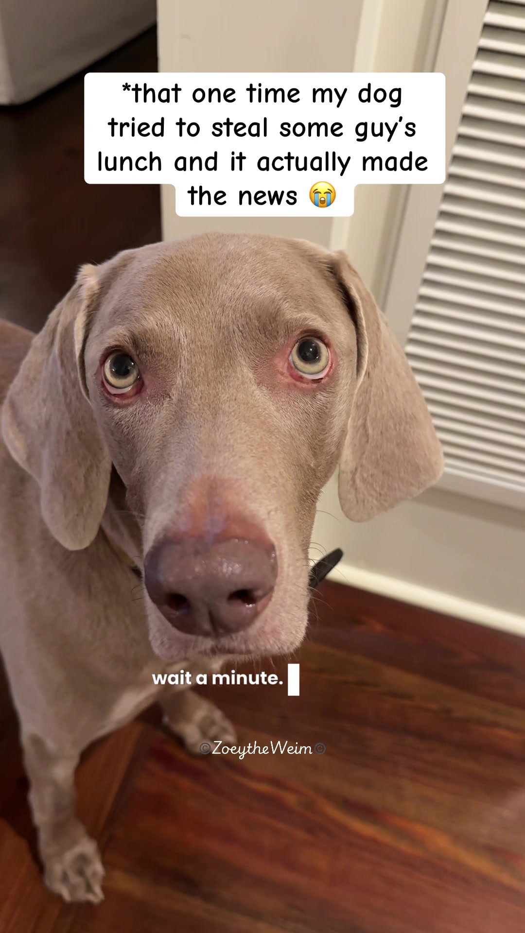 @Zoey the Weim