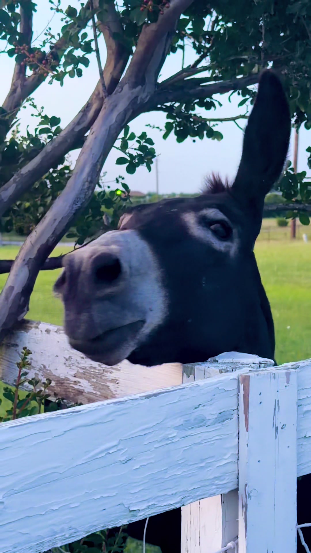@DonkeyandHoundMama