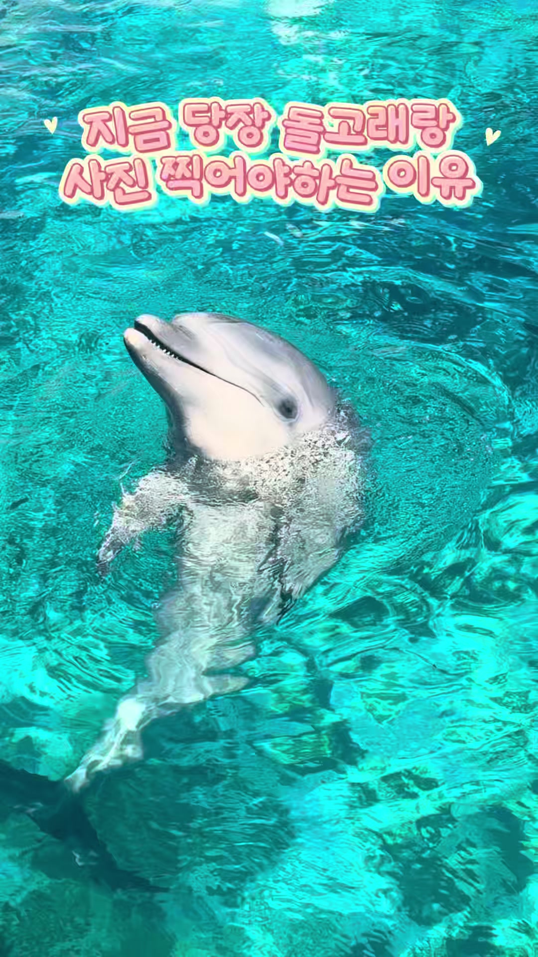 @DolphinTok