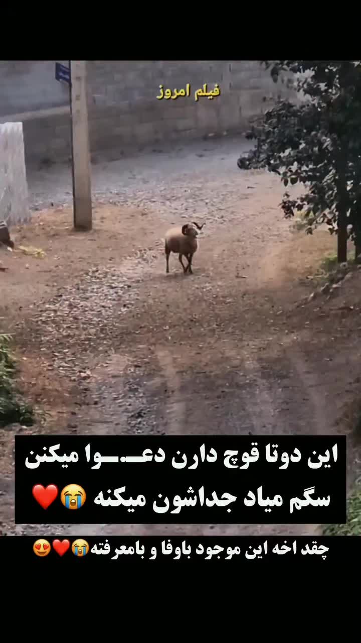 @persian_music