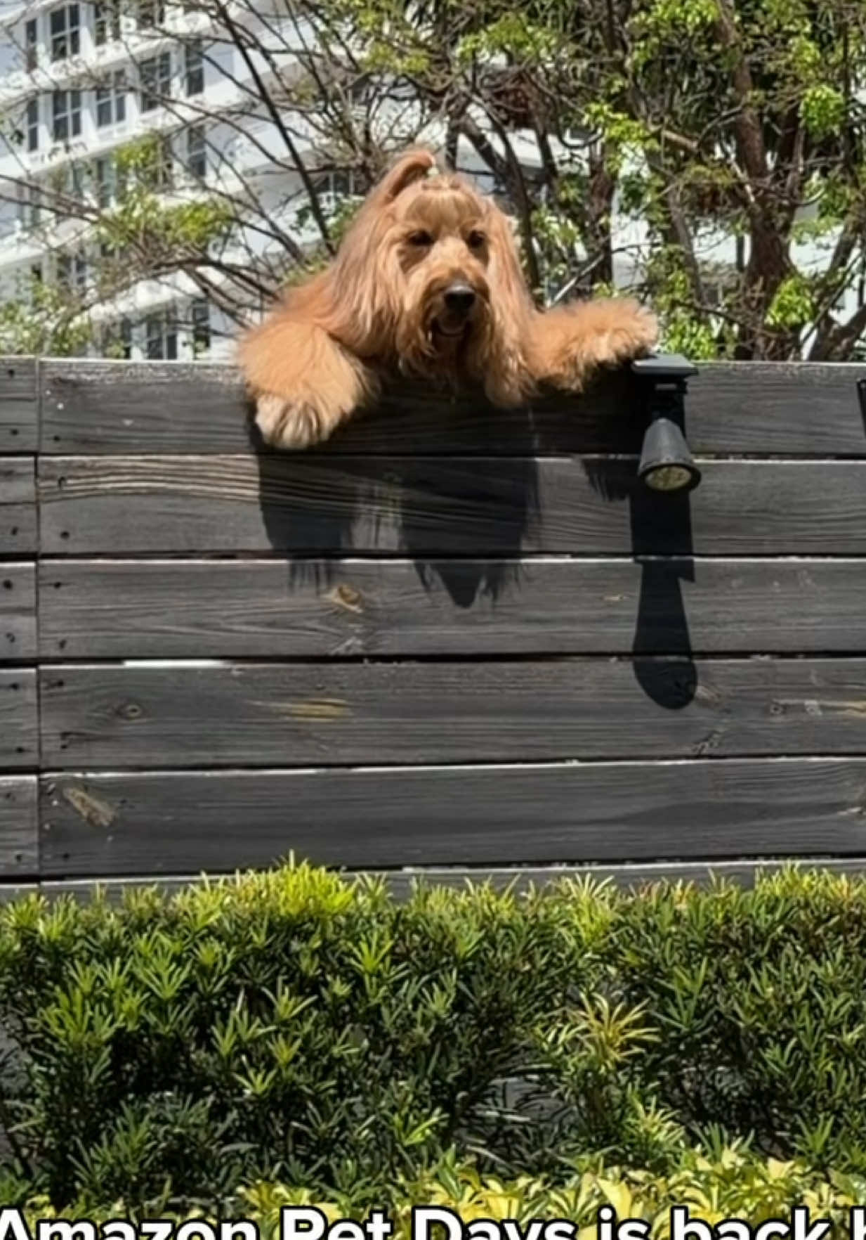 @Brodie The Goldendoodle