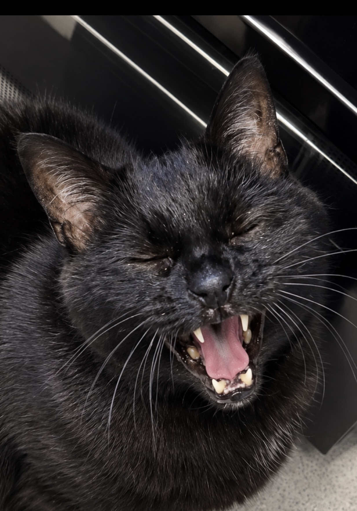 @Teefie_tribe 🐈&zwj;⬛🐈&zwj;⬛🐈🦷🦷