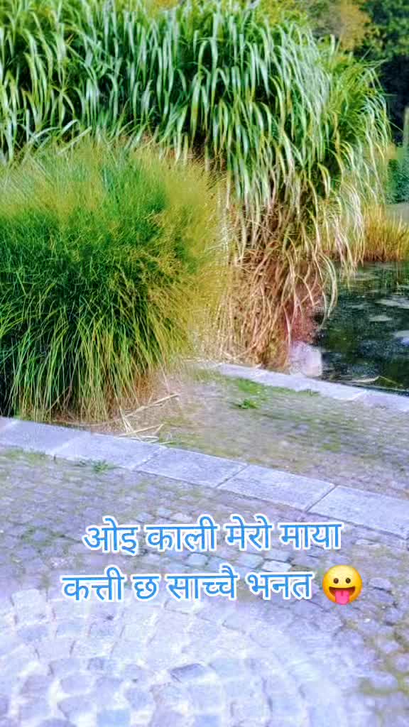 @Avin purja