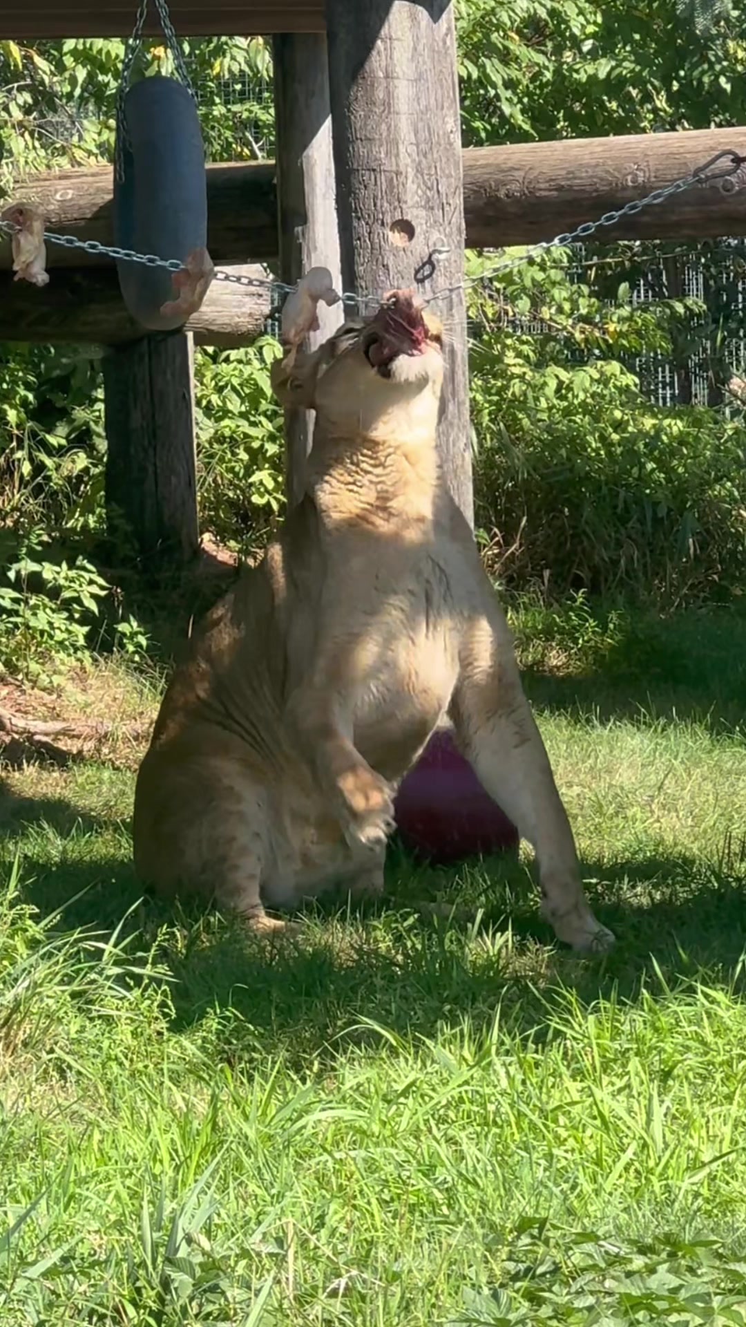 @The Wildcat Sanctuary