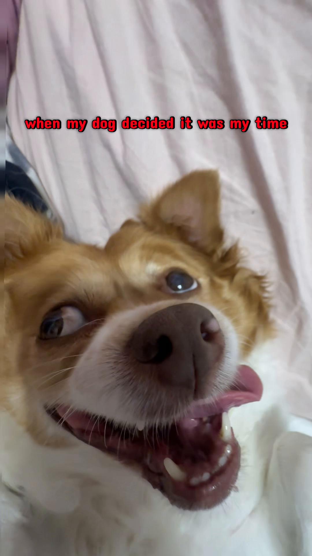 @thatpinkvegan