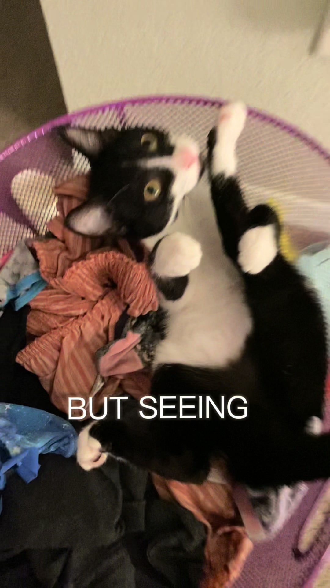 @alexandra+2cats